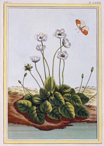 Grass of Parnassus